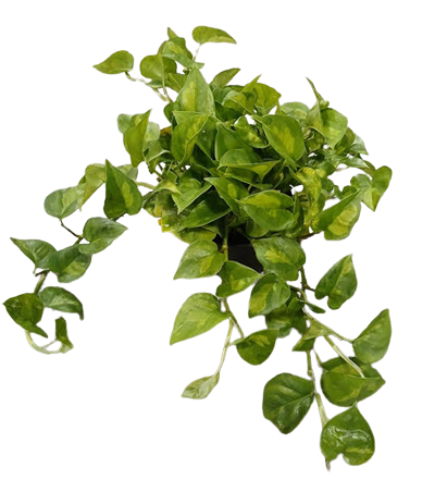 6" Pothos Global Green